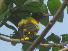 Oriolus larvatus