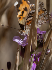 Vanessa cardui