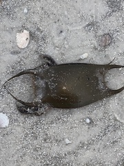 Rostroraja eglanteria