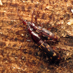 Arrhenodes minutus