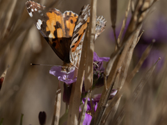 Vanessa cardui