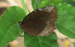 Elymnias hypermnestra