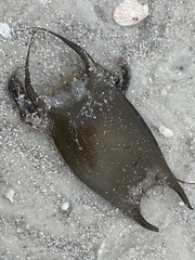 Rostroraja eglanteria