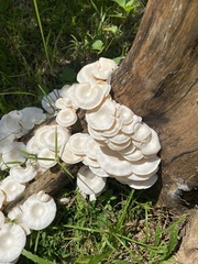 Lentinus squarrosulus