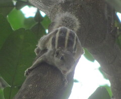 Funambulus pennantii