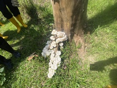 Lentinus squarrosulus