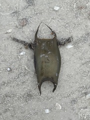 Rostroraja eglanteria