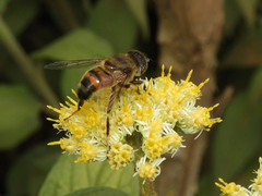 Phytomia