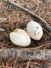 Nycticorax nycticorax
