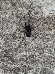 Liophrurillus flavitarsis