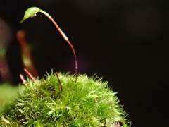 Rhynchostegiella trichophylla