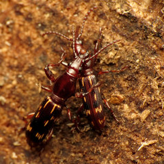 Arrhenodes minutus