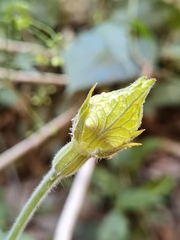 Polyclathra cucumerina