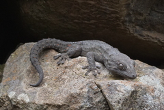 Tarentola delalandii