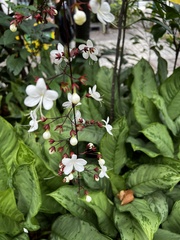 Clerodendrum laevifolium