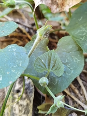 Polyclathra cucumerina