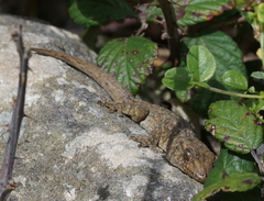 Tarentola delalandii