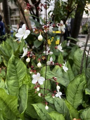 Clerodendrum laevifolium