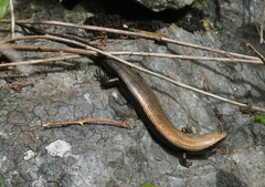 Chalcides viridanus