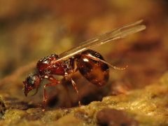 Aphaenogaster fulva