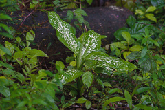 Dieffenbachia