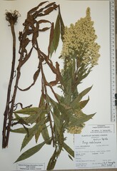 Solidago lepida salebrosa