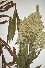 Solidago lepida salebrosa
