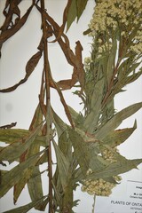 Solidago lepida salebrosa