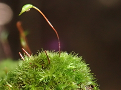 Rhynchostegiella trichophylla