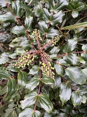 Berberis japonica