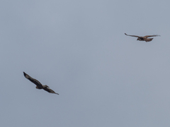 Buteo buteo insularum