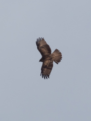 Buteo buteo insularum