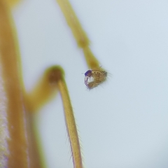 Demetrias monostigma