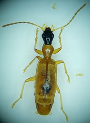 Demetrias monostigma