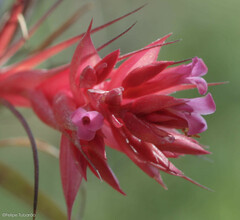 Tillandsia geminiflora