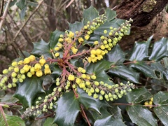 Berberis japonica