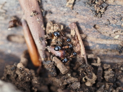 Dolichoderus quadripunctatus