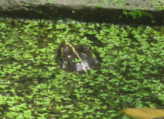 Hoplobatrachus tigerinus