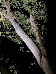 Psilopogon haemacephalus