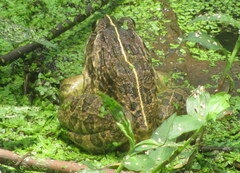 Hoplobatrachus tigerinus