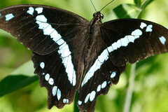 Papilio nireus lyaeus