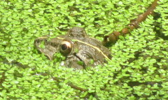 Hoplobatrachus tigerinus