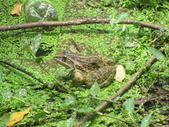 Hoplobatrachus tigerinus