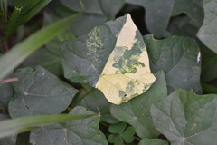 Menispermum dauricum