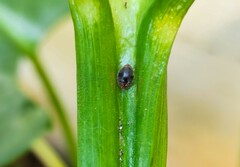 Cryptolaemus montrouzieri