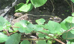 Hoplobatrachus tigerinus