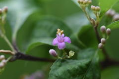 Callicarpa dichotoma