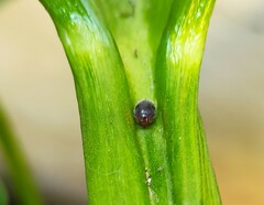 Cryptolaemus montrouzieri