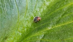 Cryptolaemus montrouzieri