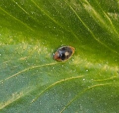 Cryptolaemus montrouzieri